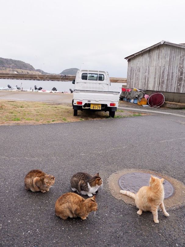 พาเที่ยวเกาะแมว Ainoshima Island