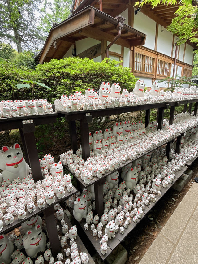 東京六日遊5/4第五天豪德寺喵喵廟