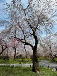 a chill hanami spot