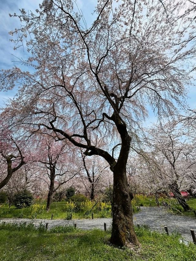 a chill hanami spot