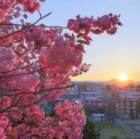 Blossoms and Wildlife in Hokkaido’s Heart