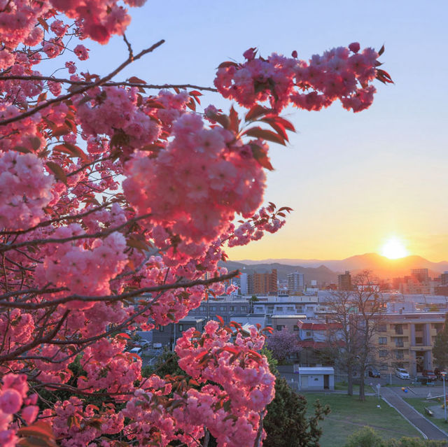 Blossoms and Wildlife in Hokkaido’s Heart
