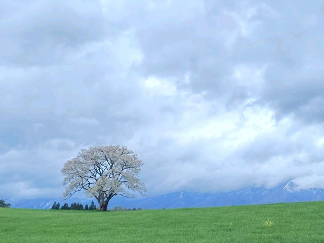 大自然の中の一本桜🌸🌸