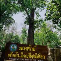 ต้นมเหสักข์