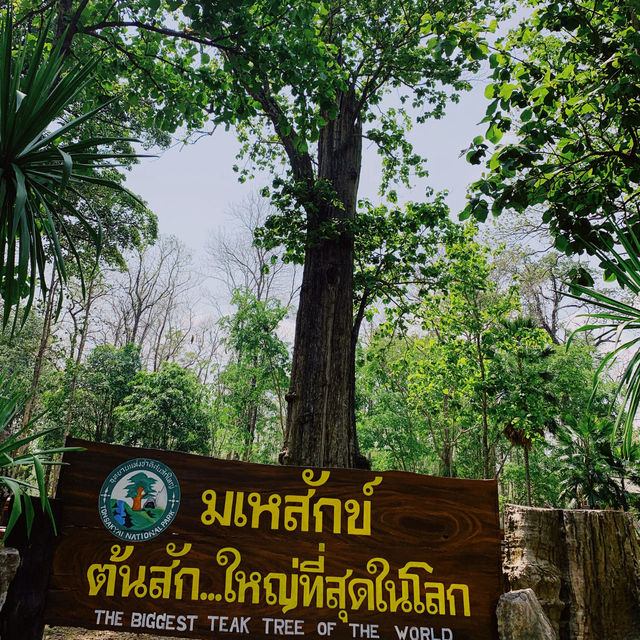 ต้นมเหสักข์