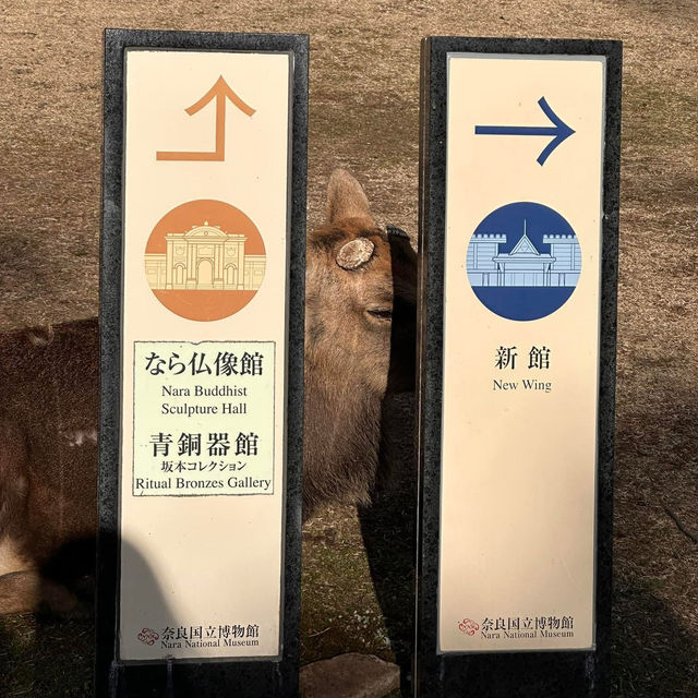 Just an Hour from Osaka: A Charming World of Deer, Temples & Tranquility