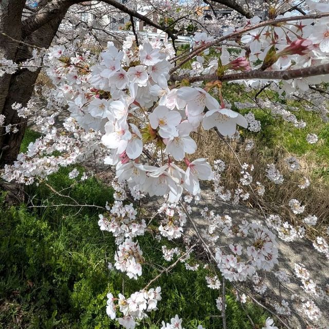 Sakura and Chill by the River 