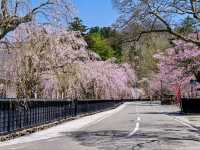 Samurai Streets + Cherry Blossoms