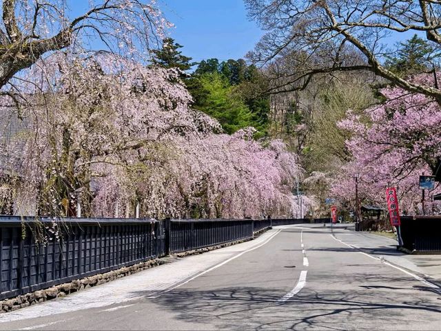 Samurai Streets + Cherry Blossoms