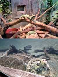 Exploring Taipei Zoo: Tips for a Great Visit