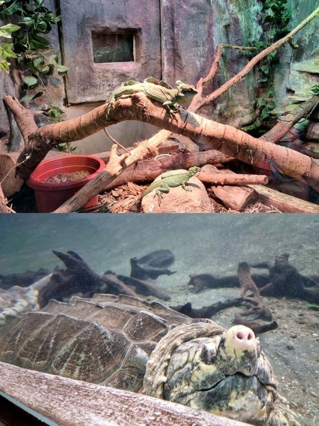 Exploring Taipei Zoo: Tips for a Great Visit