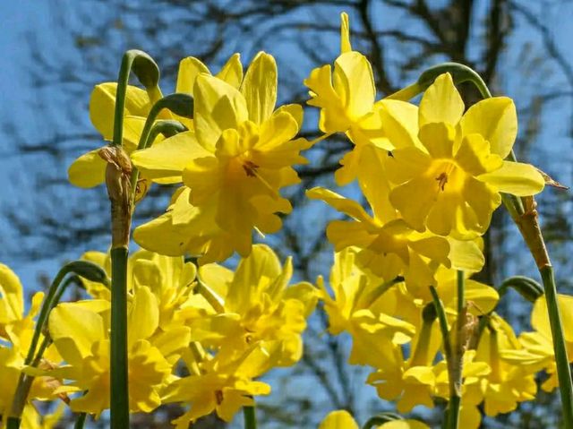 Title: Hortus Bulborum, Limmen – A Living Museum of Spring Bulbs