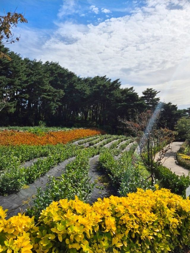 미세먼지차단삼척숲_💚삼척 인의예지림