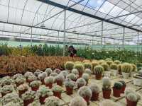 YG Cactus Farm Paksong