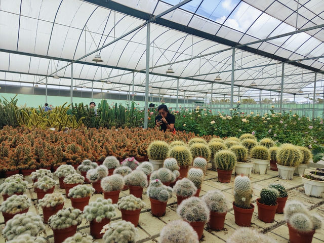 YG Cactus Farm Paksong