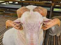 Sheep is sheep
