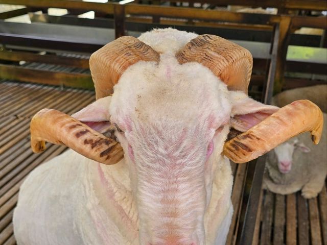 Sheep is sheep