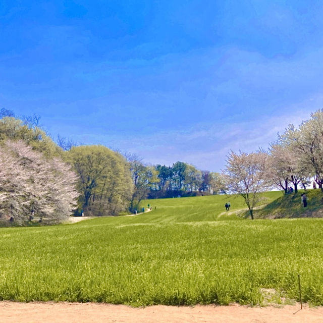 여기저기 벚꽃 명소들 🩷