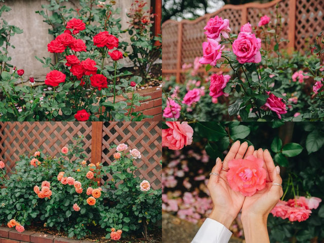 รถรางเส้นทางสายดอกกุหลาบแห่งกรุงโตเกียว🌿