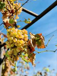 Countryside Escapes – Rogotin & Vlaka’s Peaceful Beauty with a Grape Surprise
