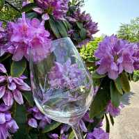 Lavaux Vineyard Terraces: A Summer Paradise of Sun, Wine & Alpine Views