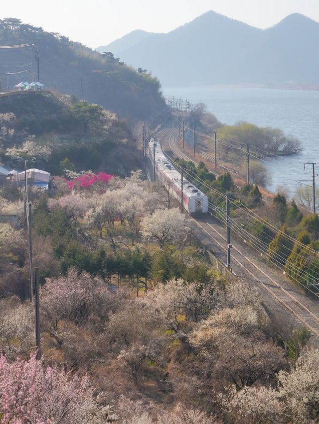 이번주는 매화 밑에서 파전에 막걸리 어때요?🌸🍶