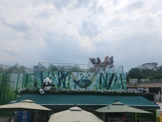 🐼สถานที่ยอดฮิตในตูเจียงเยี่ยน