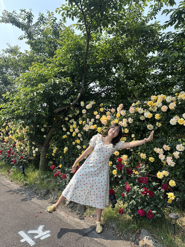 💓엔젤라 장미 맛집 요기잖아..🌹