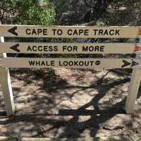 Western Australia Road Trip: Cape Naturaliste Lighthouse! 🐳