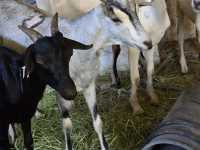MashaAllah, beautiful creation of "Allah SWT" breed of goats crossed with deer