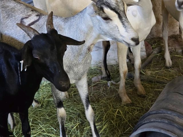 MashaAllah, beautiful creation of "Allah SWT" breed of goats crossed with deer