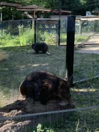 【大阪🇯🇵】ウォンバットに会える無料の動物園？！