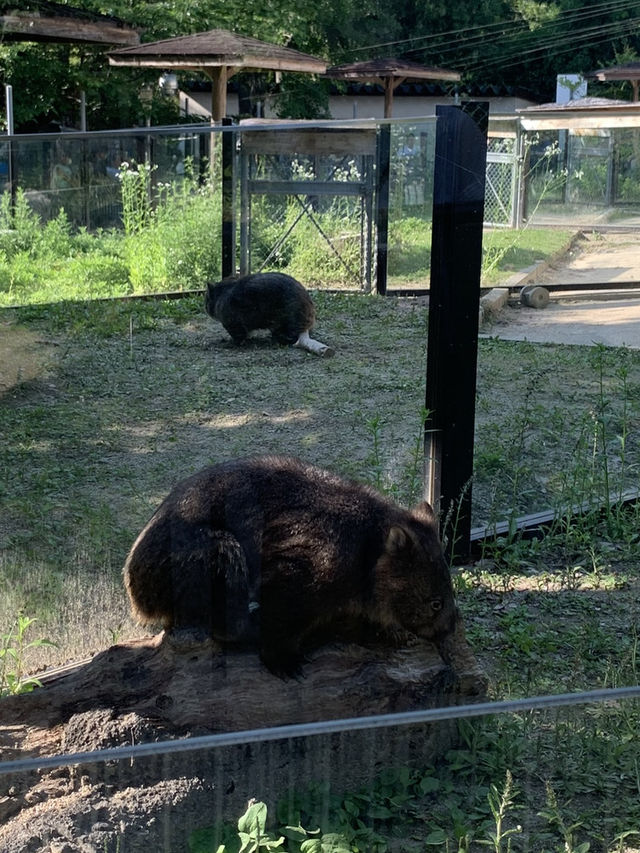 【大阪🇯🇵】ウォンバットに会える無料の動物園？！