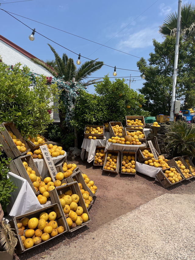Kids friendly cafe and activity in Jeju
