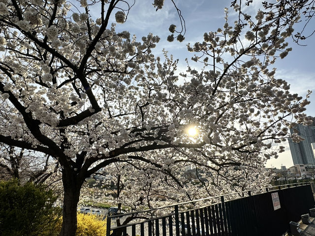 春天流經河畔的樣子🌸 清州無心川櫻花步道的靜謐與浪漫