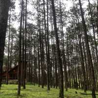 🌲Doi Bo Luang FIO – ที่พักกลางสวนป่าสน ในเชียงใหม่
