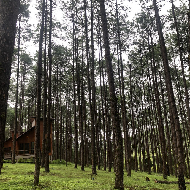 🌲Doi Bo Luang FIO – ที่พักกลางสวนป่าสน ในเชียงใหม่