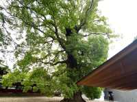Why You Absolutely Must Explore Ueno Park in Tokyo! 🌳🐼🏛️