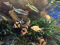 屏東｜觀賞水族展示廳·農業生物科技園區