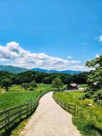Chill Out With Sheep at Daegwallyeong Sheep Ranch