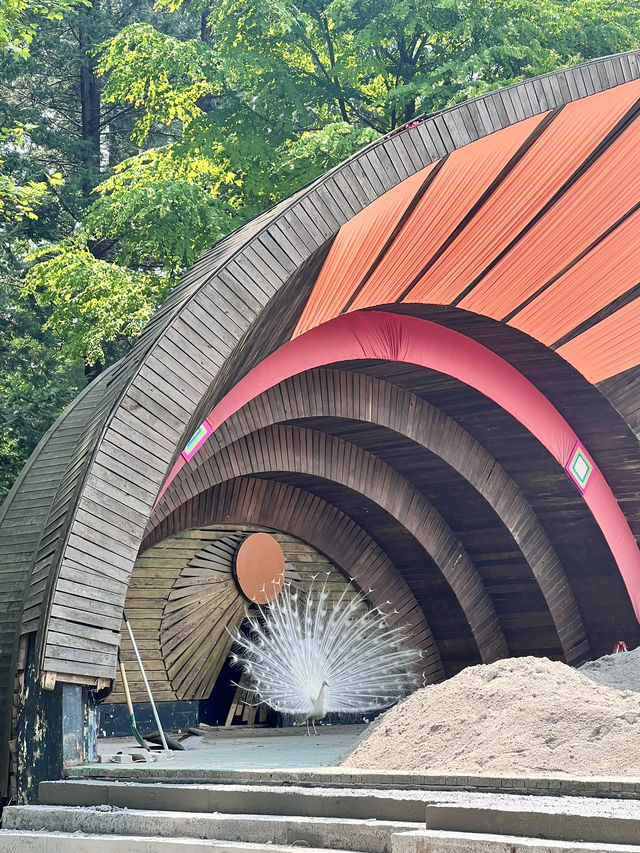 Attractions to visit in Nami Island