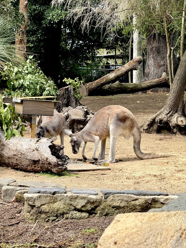 🦒🐨 Wild Day Out at Taronga Zoo Sydney! 🌿🌊