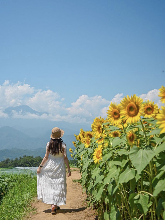 山梨の人気ひまわりスポットをご紹介🌻
