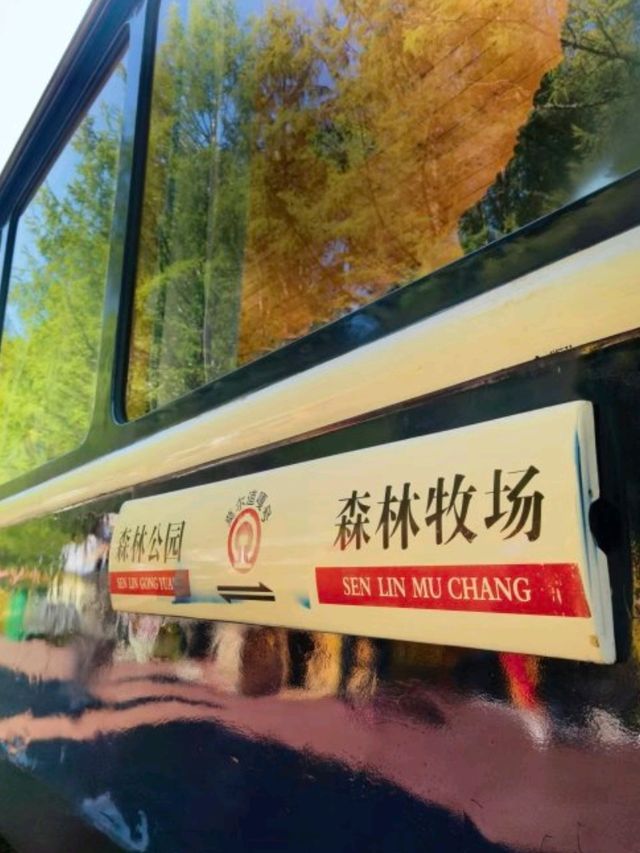 內蒙古5 天遊攻略🌳｜莫爾道嘎森林小火車📷