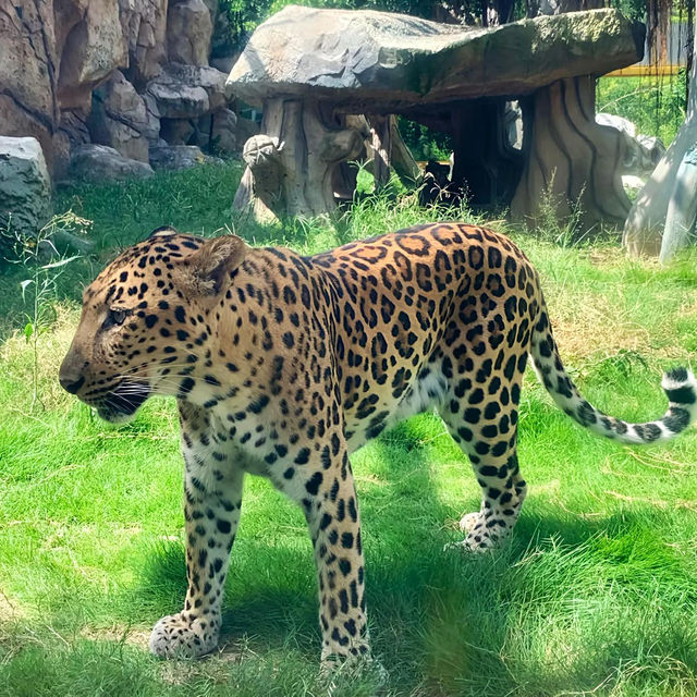 ～南平九峰動物園是～可愛動物園～
