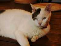 🐈 : Houtong Cat Village เที่ยวไต้หวัน