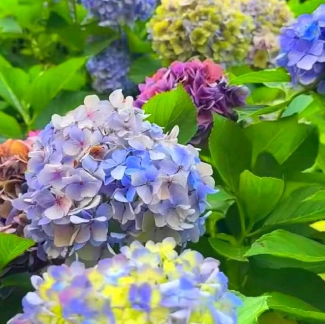 飛鳥山公園