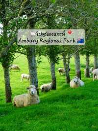 ไปหาน้องแกะที่ Ambury Farm Regional Park📍🐑