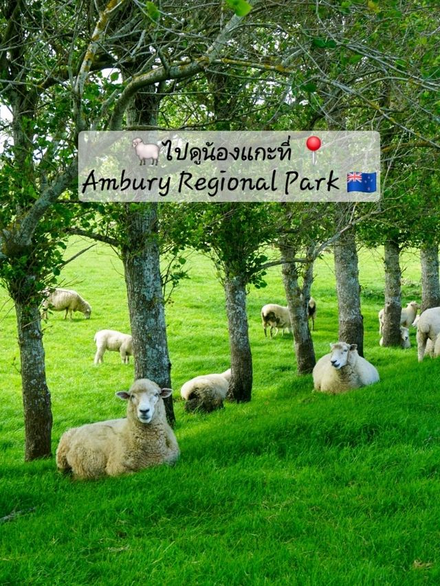 ไปหาน้องแกะที่ Ambury Farm Regional Park📍🐑