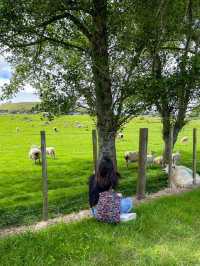 ไปหาน้องแกะที่ Ambury Farm Regional Park📍🐑